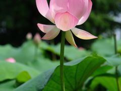 -厦门园林博览苑