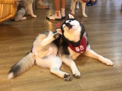 -Husky Go! 哈士奇体验馆·宠物咖啡厅狗咖