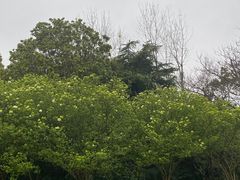 -上海滨江森林公园