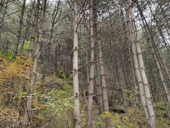 -王顺山国家森林公园