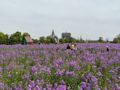 -荷兰花海