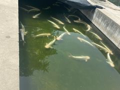 -特种渔场