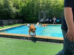 -汪说喵讲宠物乐园宠物酒店(红星美凯龙店)