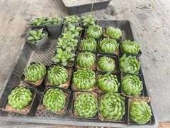 -三圣花乡旅游区