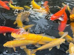 -顺城金记卤鸡·清真