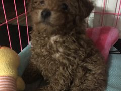 -爱宠屋pet shop·宠物洗澡·宠物美容
