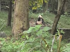 -都江堰中华大熊猫苑