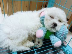 -瑞鹏宠物医院·爱宠堂·骨外专科(西荷分院)