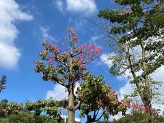 -深圳仙湖植物园