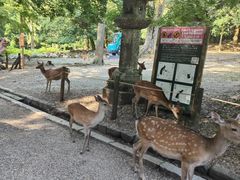 -奈良公园