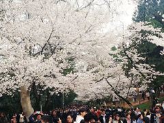 -武汉大学-樱园