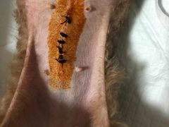 -北京观赏动物医院·24小时大型综合·猫专科·异宠专科