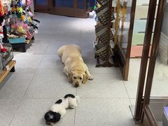 -FAELING PETS美天灵宠物(富力广场店)