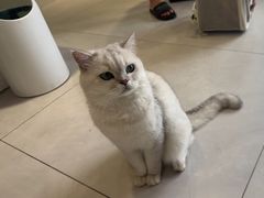 -关爱宠物医院·猫科中心·消化科(滨湖万达分院)