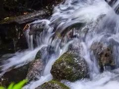 -五营红松林海景区