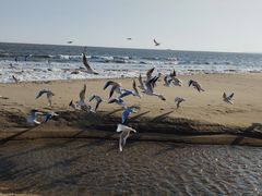 -金梦海湾浴场
