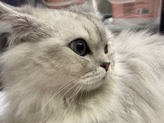 -FAELING PETS美天灵宠物(富力广场店)