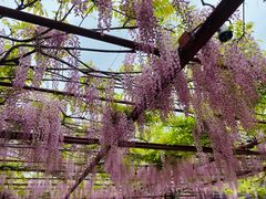 -嘉定紫藤园