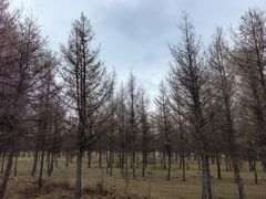 -御道口草原森林风景区
