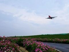 -空港花田景区