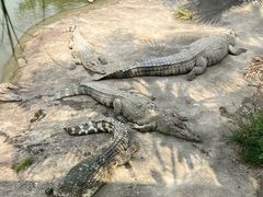 -广州长隆飞鸟乐园