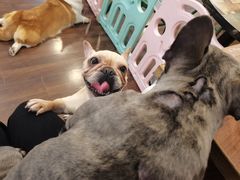 -柯斗斗主题餐厅·狗咖·围炉煮茶·茶饮(国瑞升平里店)