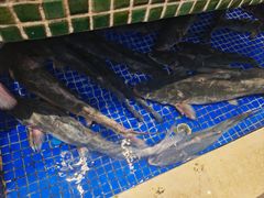 -巴陵全鱼席(湖南老字号汴河街店 )