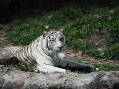 -清迈夜间动物园