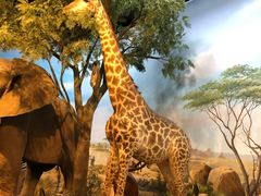 -陕西自然博物馆