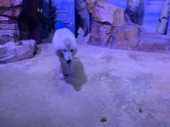 -芜湖新华联大白鲸海洋公园