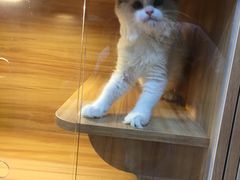 -猫十亿·布偶金渐层·曼基康矮脚猫舍(青年路店)