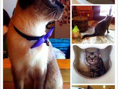 -猫色咖啡·猫咖