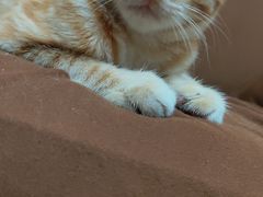 -艾贝尔宠物诊疗