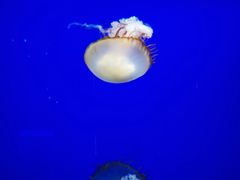 -长春中泰海洋世界