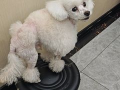 -艾贝尔宠物医院·宠保定点·超声绝育·免疫点(樱花路店)