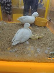 -神奇动物撸宠馆·羊驼·小浣熊·异宠(豫园店)