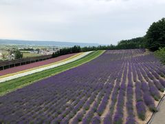 -富田农场