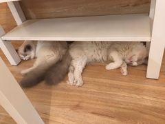 -滚猫咖啡·猫咖·猫友好撸猫(未来城店)