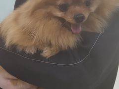 -宠福鑫康馨动物医院·骨科·眼科