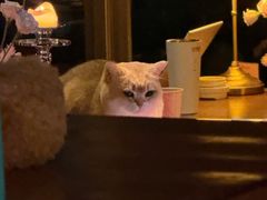 -咖法森林·咖啡  酒吧(天河店)