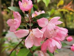 -南汇桃花村