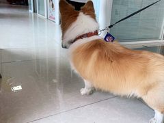 -瑞派福兴宠物医院犬猫全科·骨科·中西医结合(河东店)