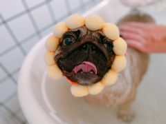 -BABYDOG宝贝狗宠物乐园(欧洲城店)