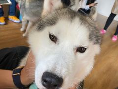 -Husky Go! 哈士奇体验馆·宠物咖啡厅狗咖