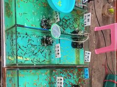 -清平路水族市场