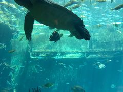 -海棠湾洲际-涛·海底餐厅·美人鱼·自助餐·海底隧道