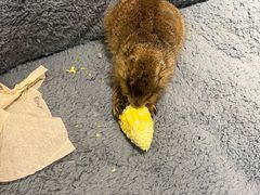 -有猫主题·治愈系猫咖(曾厝垵店)