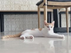 -平行世界·猫咖(首经贸店)