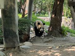 -都江堰中华大熊猫苑