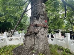 -北辰洲际酒店·IT MAMA意式家味餐厅